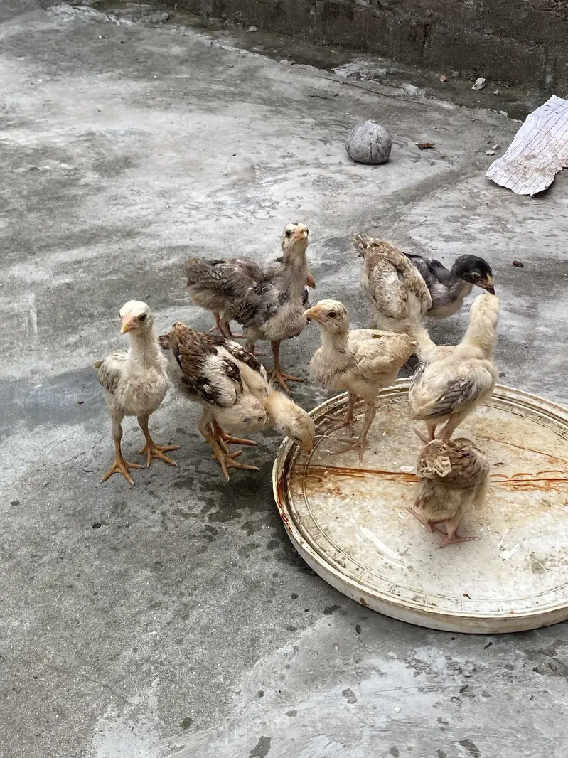Aseel Sindhi Chicks — photo 3