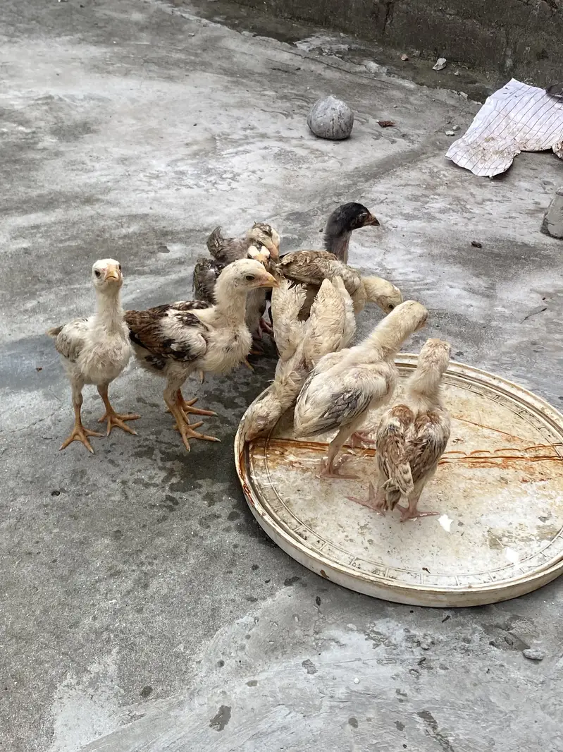 Aseel Sindhi Chicks — photo 4