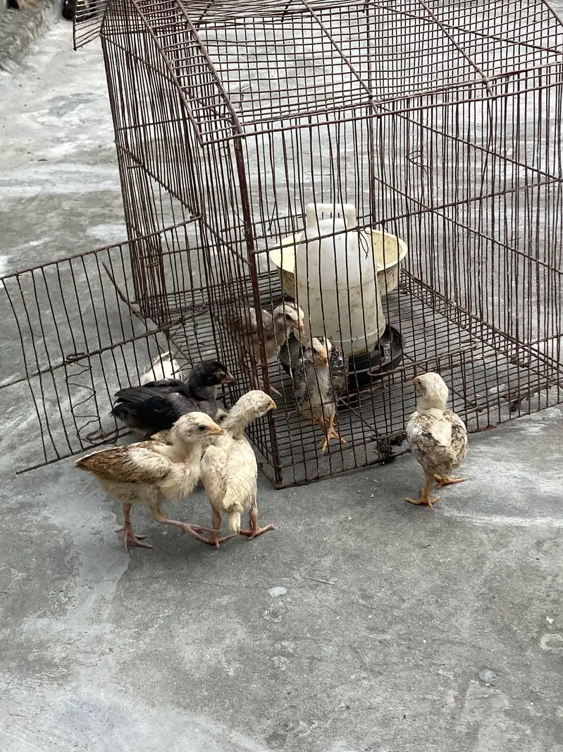 Aseel Sindhi Chicks — photo 5