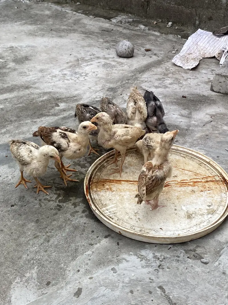 Aseel Sindhi Chicks — photo 6
