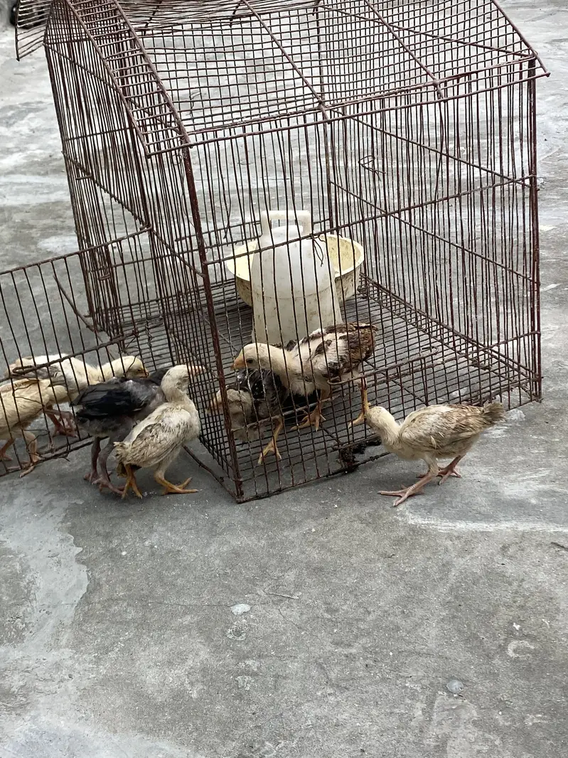 Aseel Sindhi Chicks — photo 7