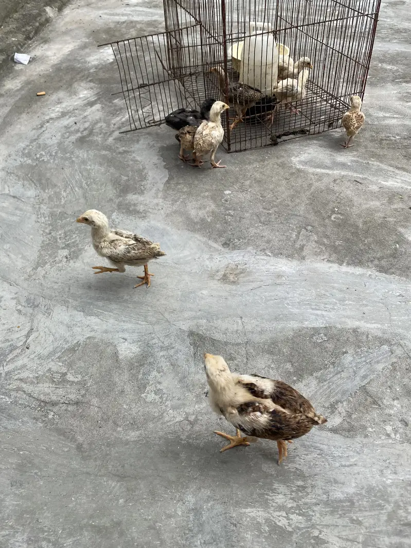 Aseel Sindhi Chicks — photo 11