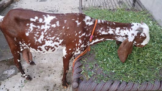 for sale makhi cheena beetal goat