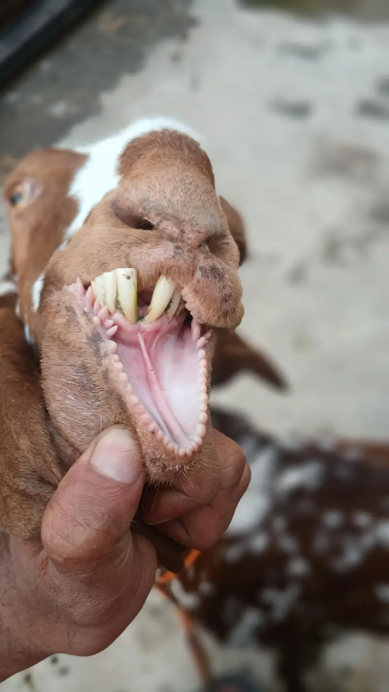for sale makhi cheena beetal goat — photo 2