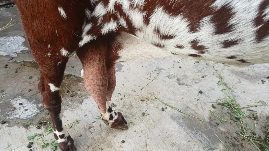 for sale makhi cheena beetal goat — photo 3