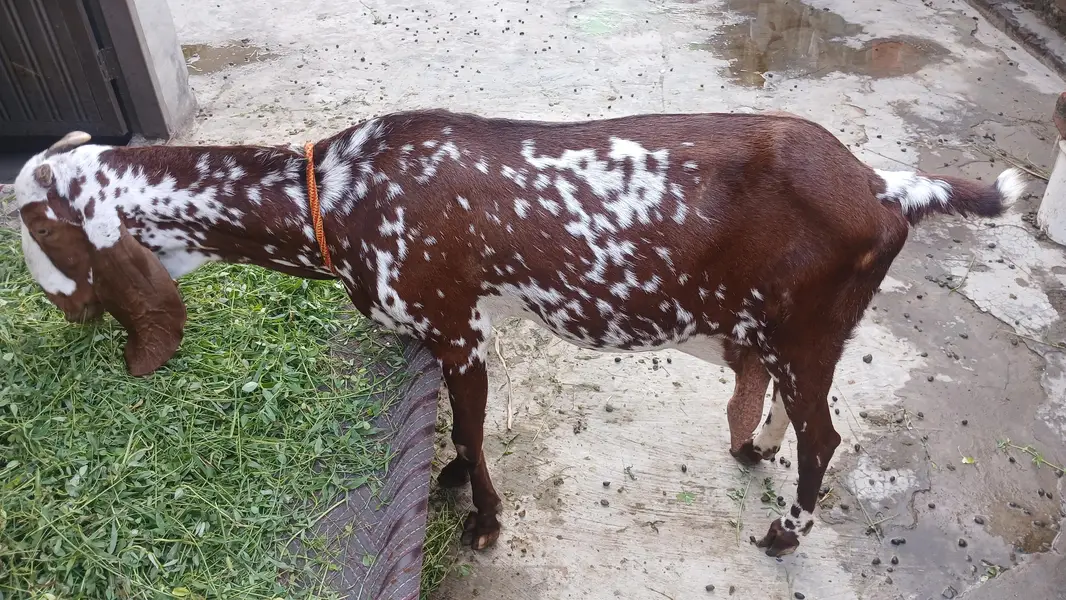 for sale makhi cheena beetal goat — photo 4