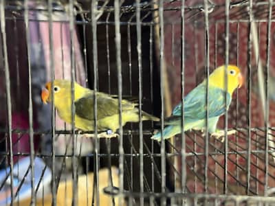 Love birds pair