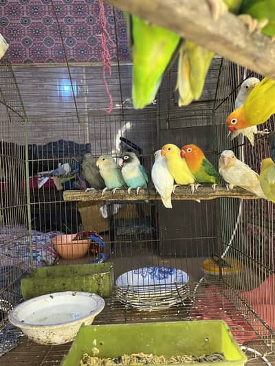 Love birds pair