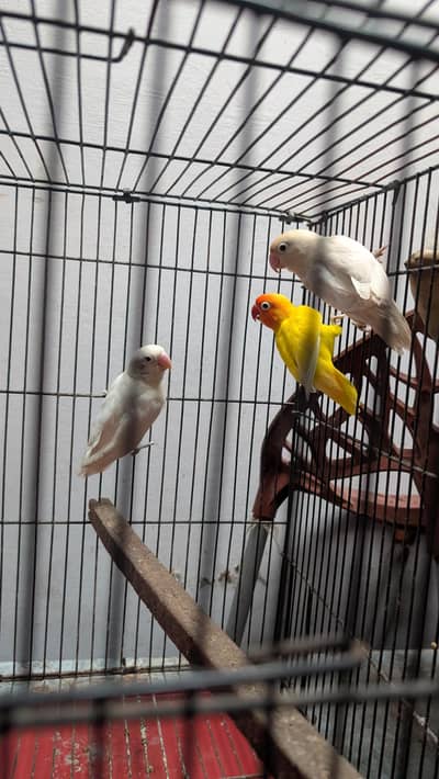 lovebird parrots 3 male  for sale