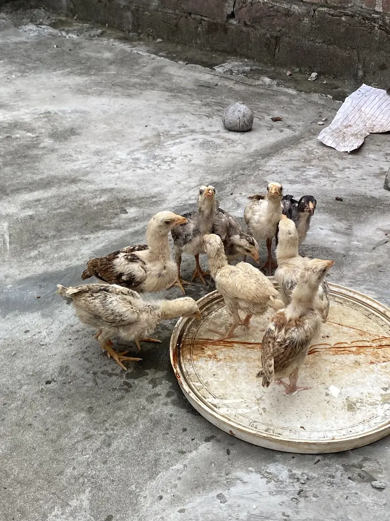 Aseel Sindhi Chicks — photo 2