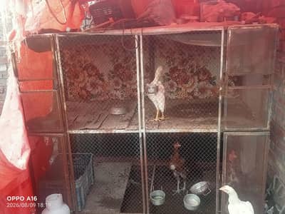 cage for sale 5/5 feet