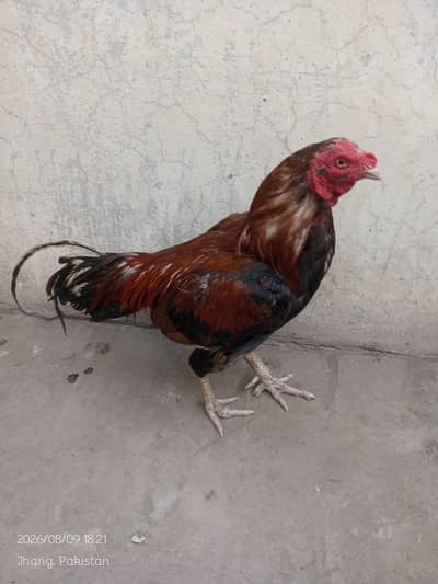 mianwali aseel murga