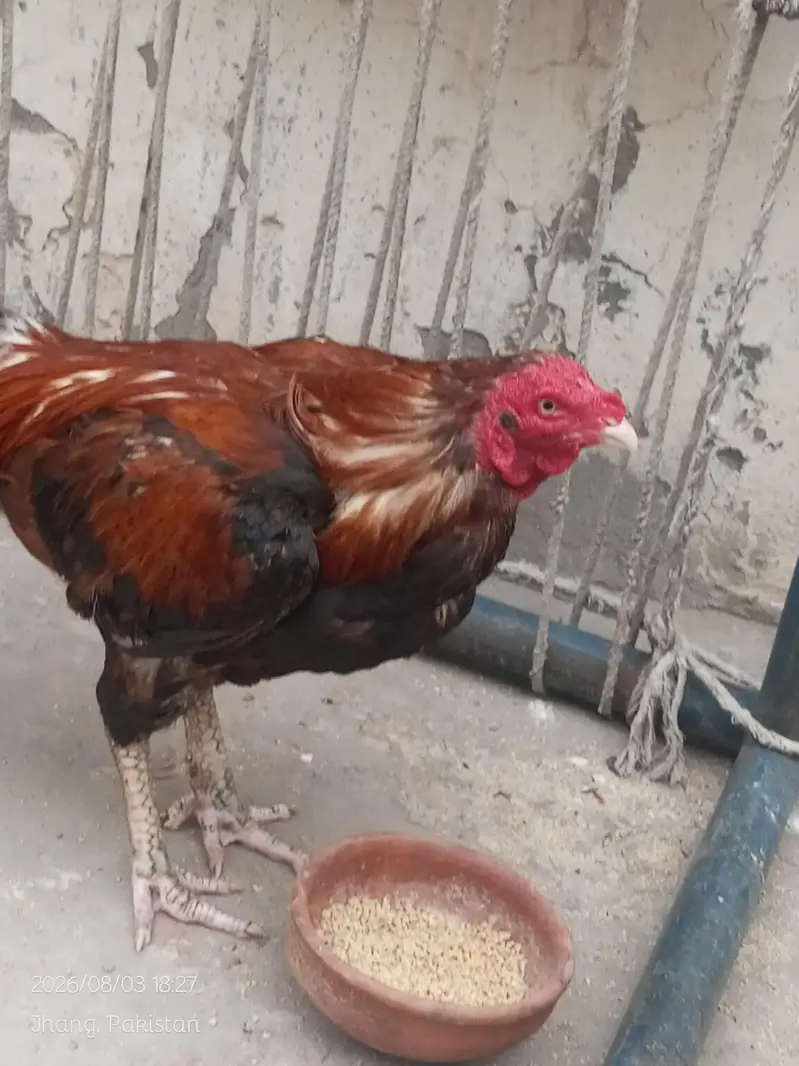 mianwali aseel murga — photo 2