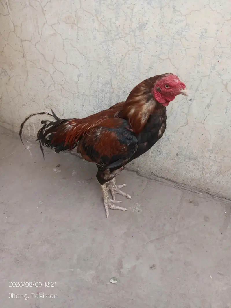 mianwali aseel murga — photo 3