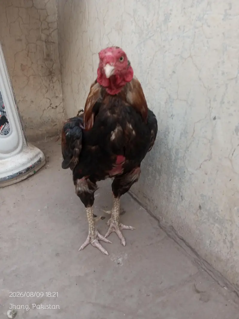 mianwali aseel murga — photo 4