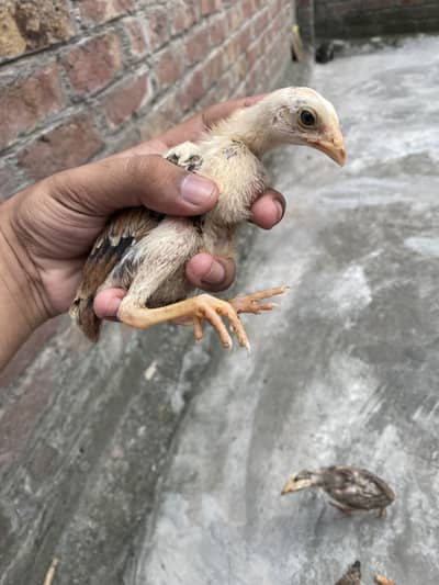 Sindhi Aseel chicks