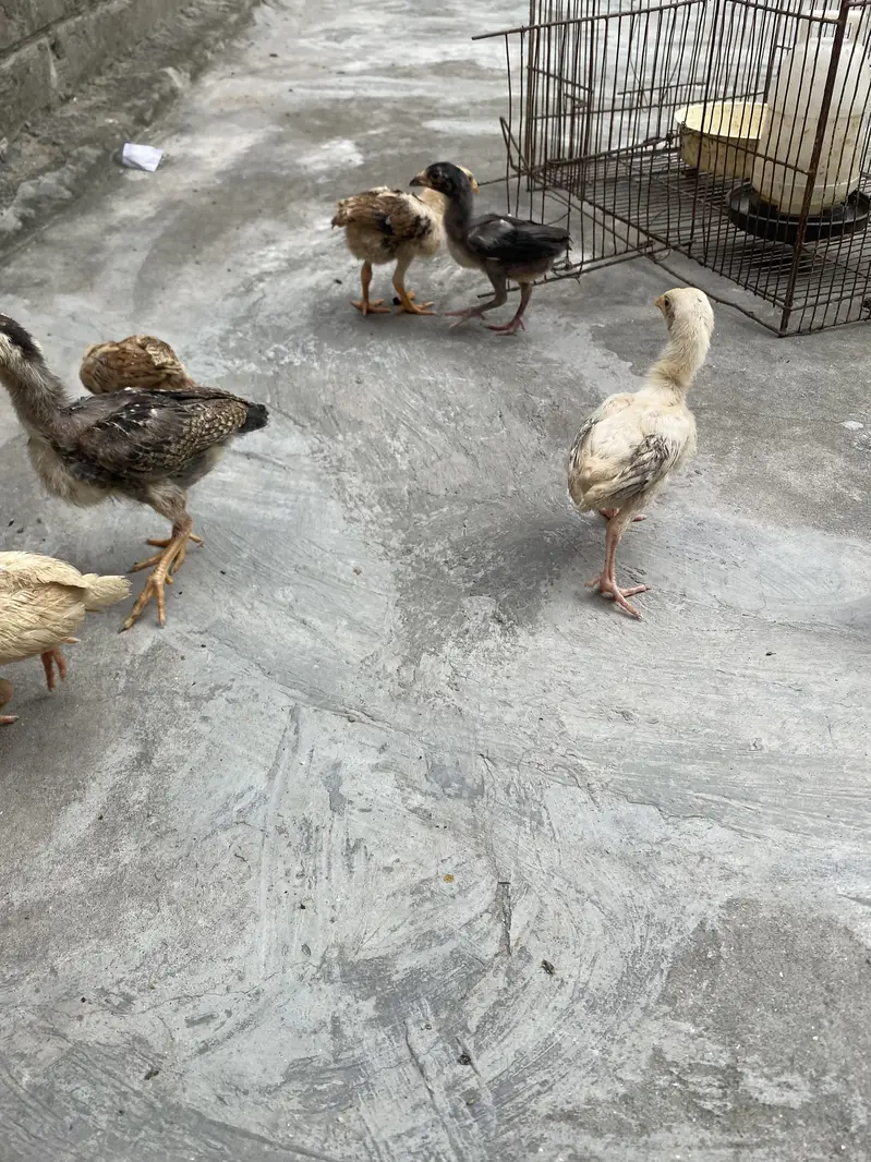Sindhi Aseel chicks — photo 3