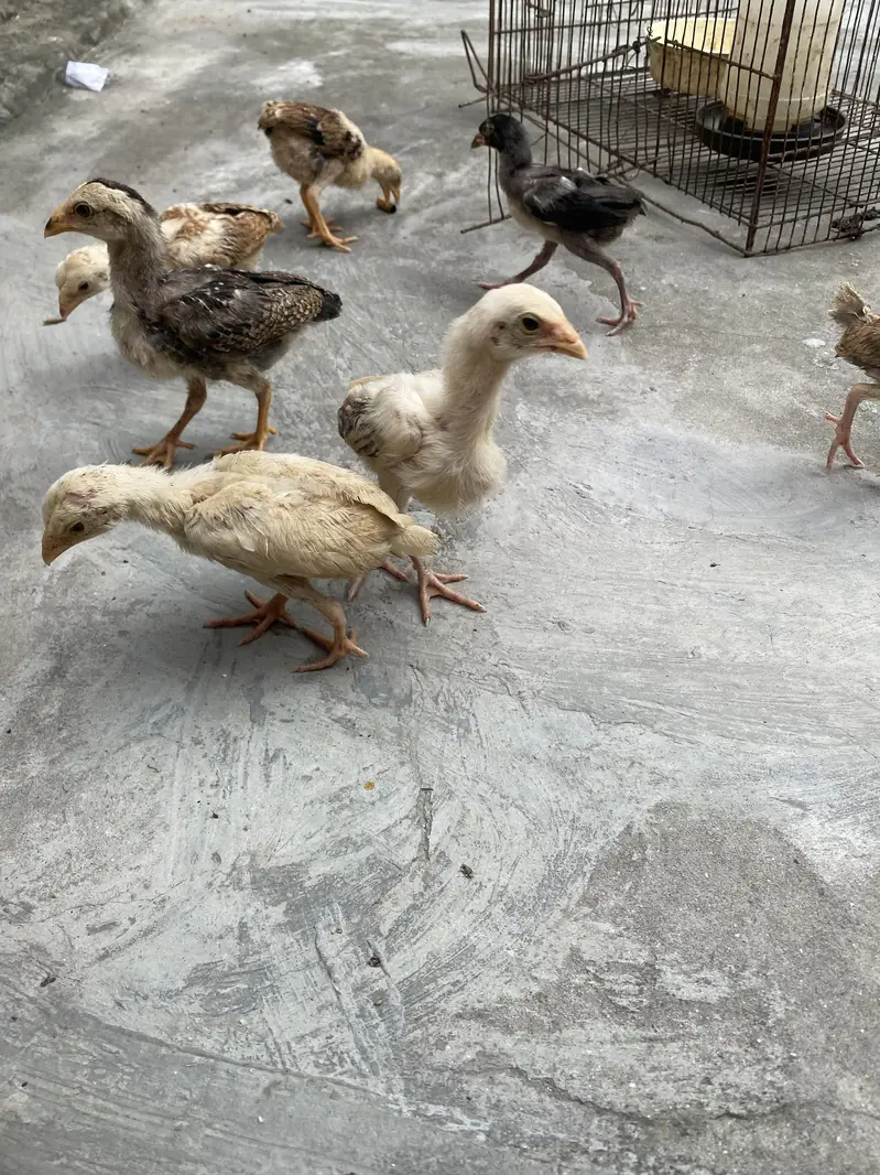 Sindhi Aseel chicks — photo 4