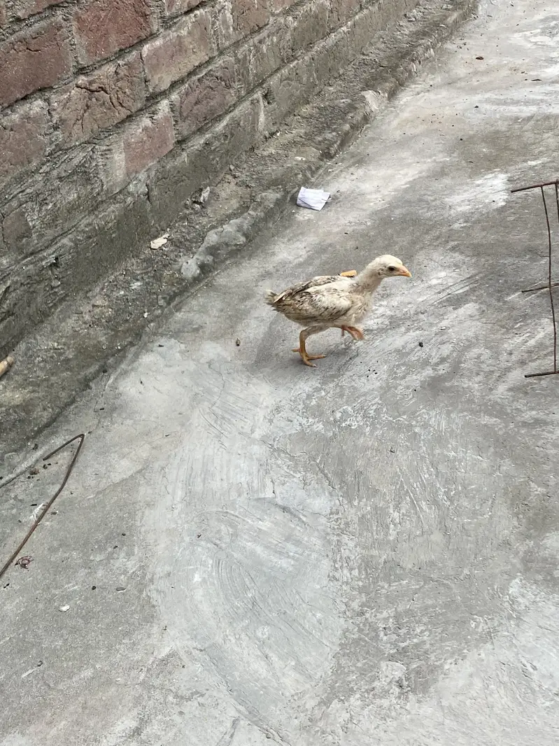 Sindhi Aseel chicks — photo 10
