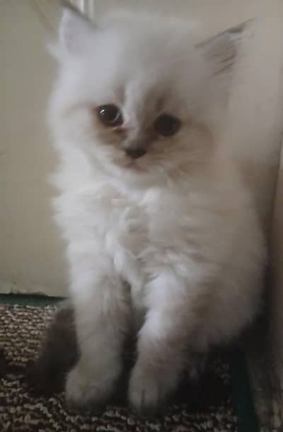 2 Himalayan and 1 persian kittens