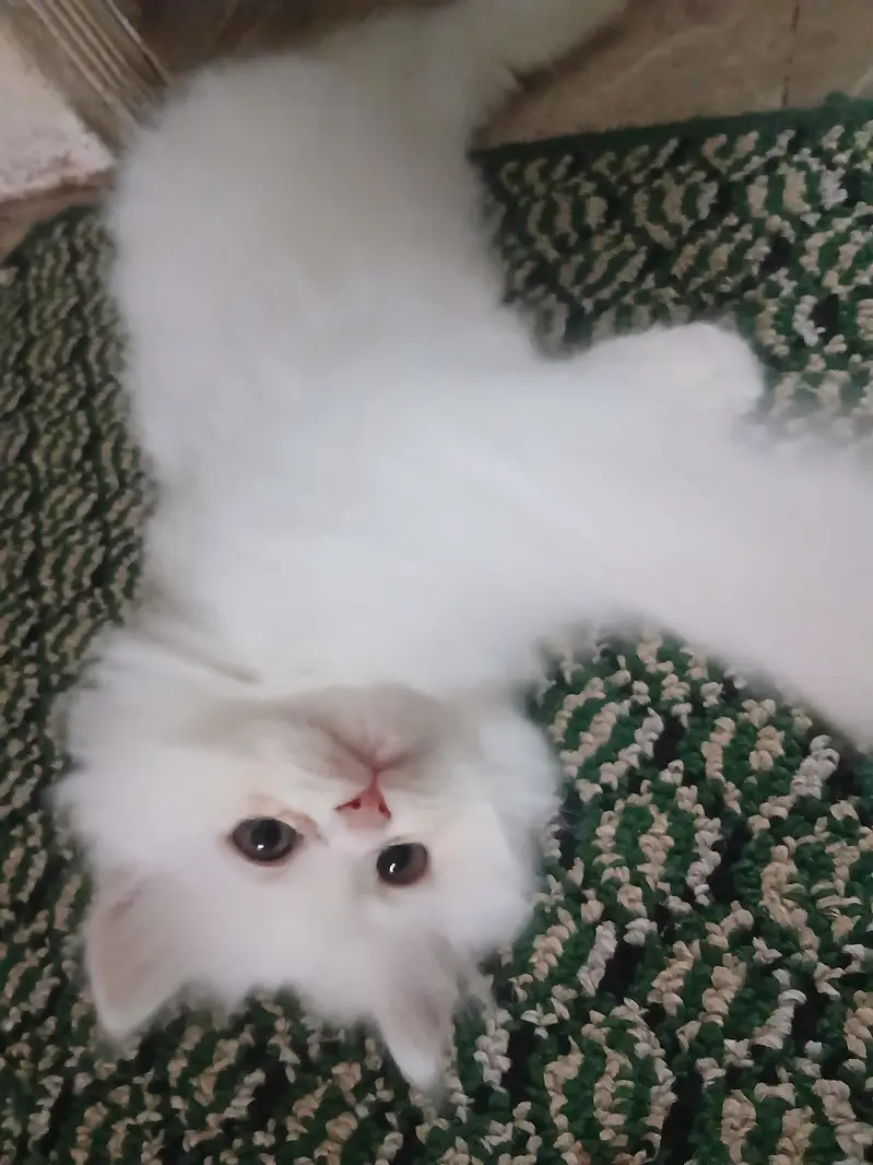 2 Himalayan and 1 persian kittens — photo 2