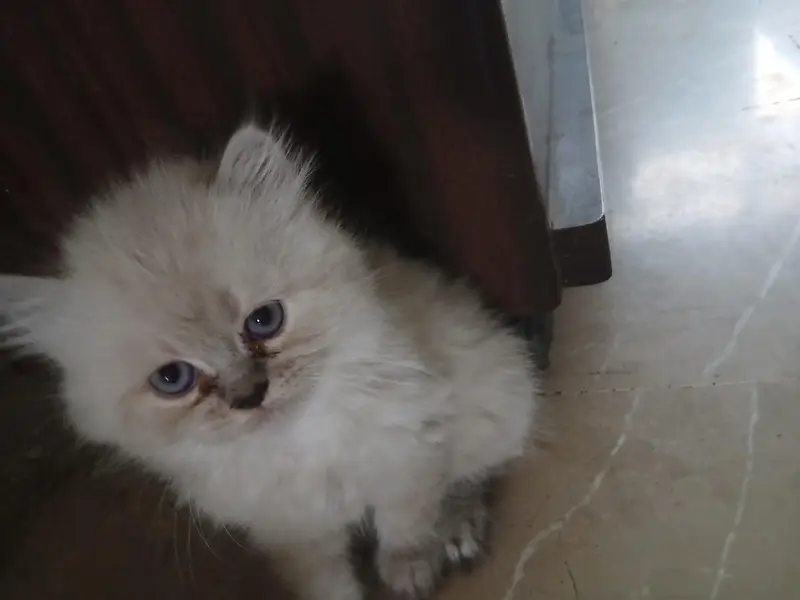 2 Himalayan and 1 persian kittens — photo 3