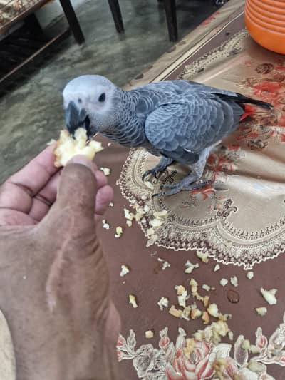 African Grey Chick