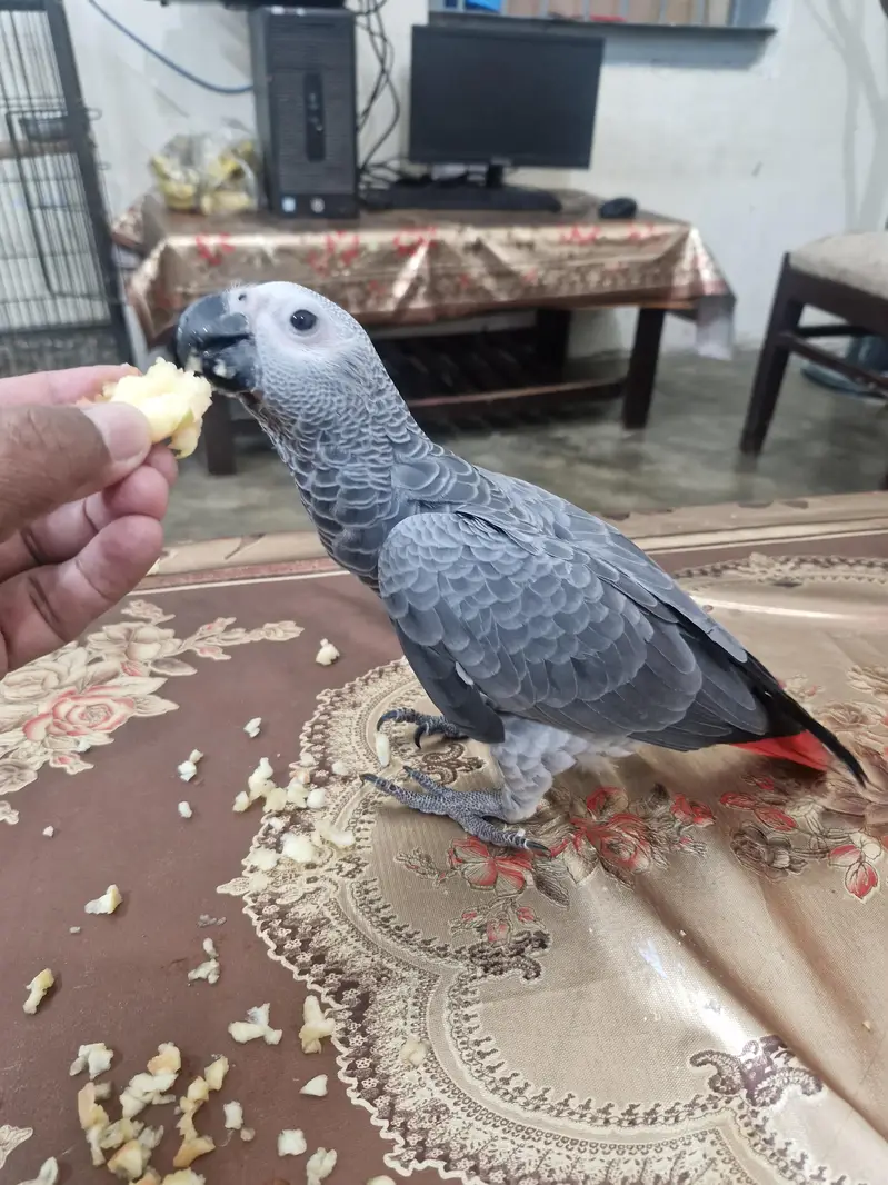 African Grey Chick — photo 2