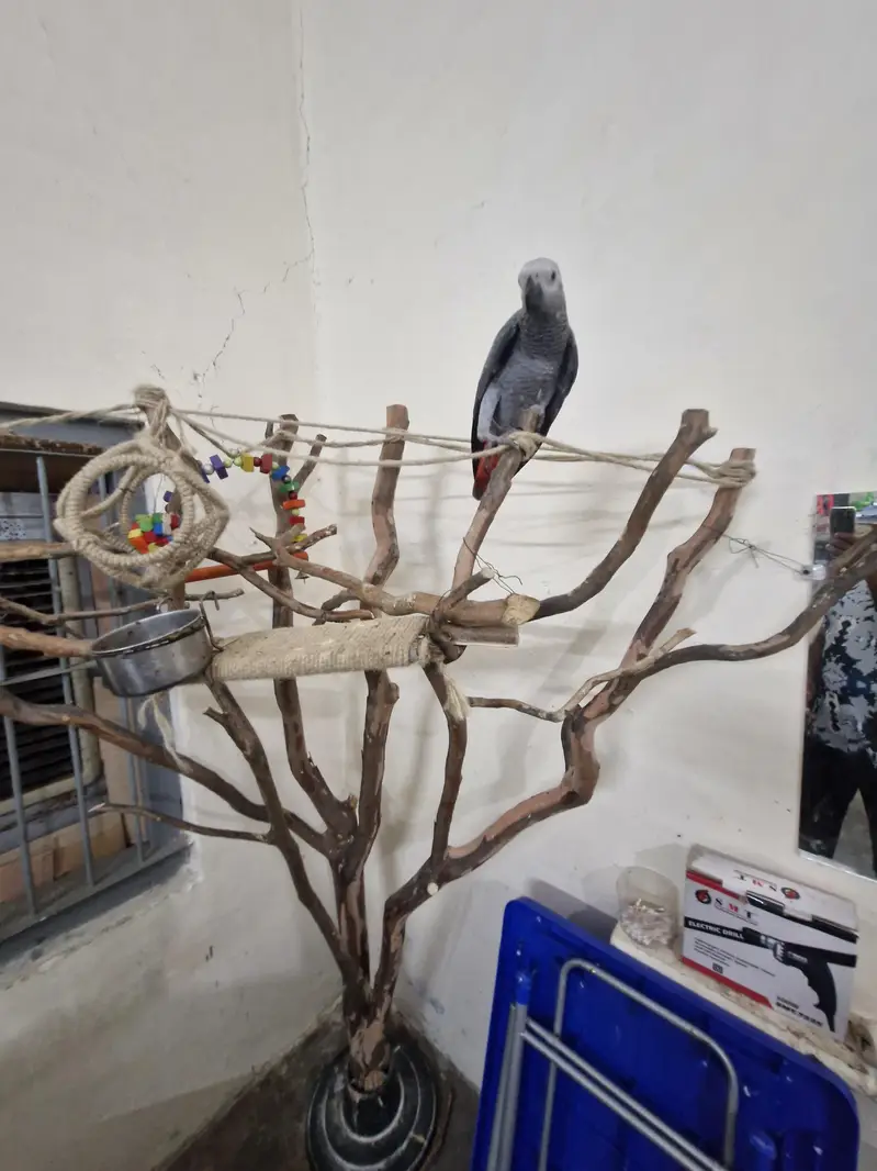 African Grey Chick — photo 3