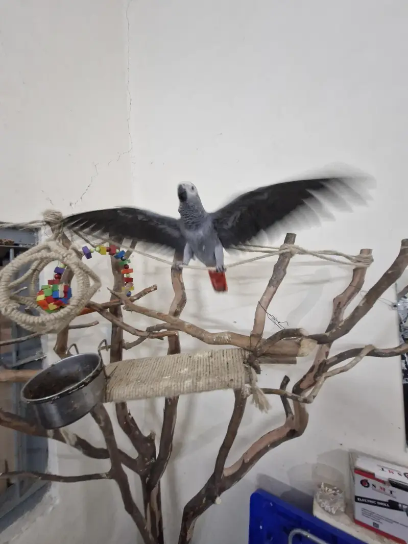 African Grey Chick — photo 4