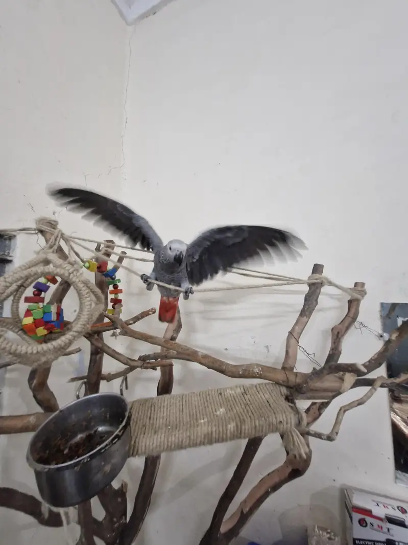 African Grey Chick — photo 5