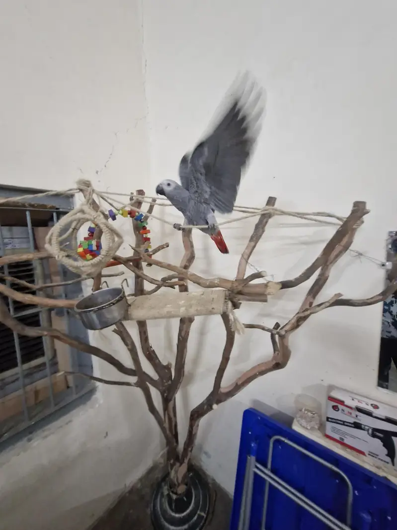 African Grey Chick — photo 6