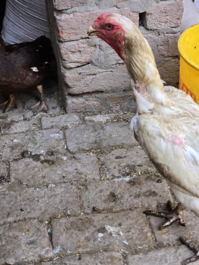 Aseel shamo female qualities and egg laying female