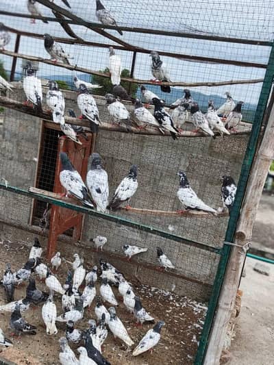 full cage sale.
