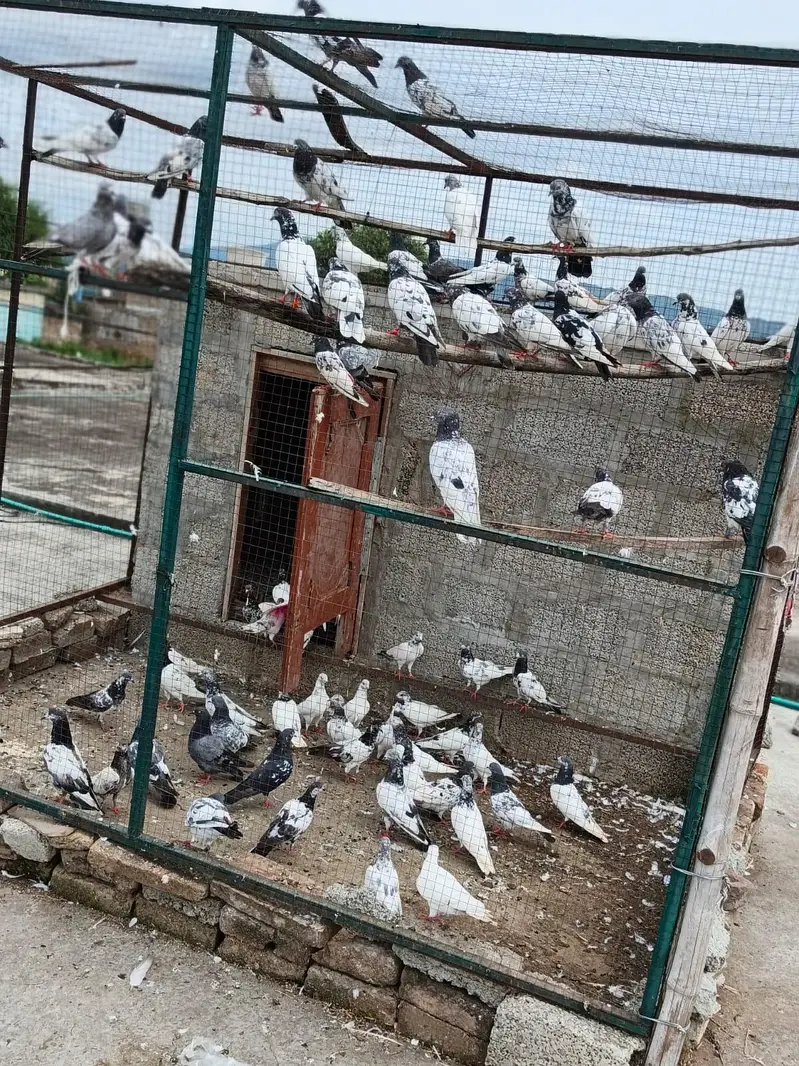 full cage sale. — photo 2