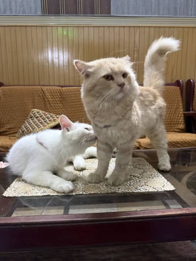Adult Cats Male & Female pair