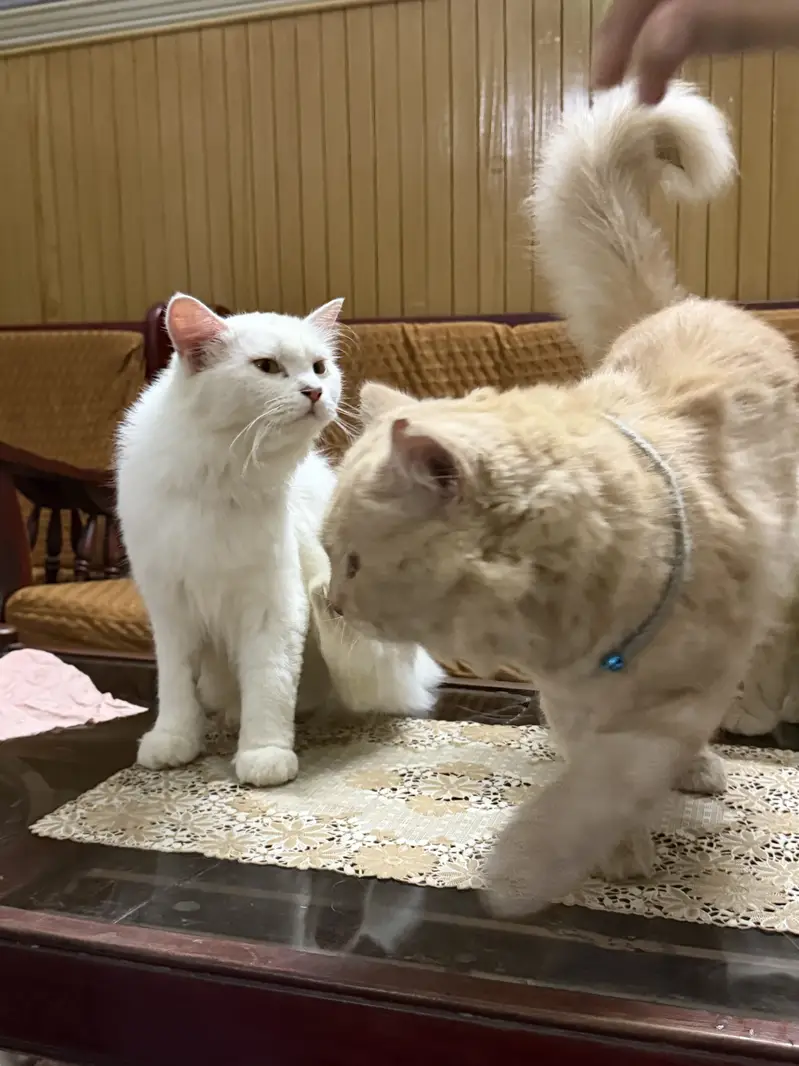 Adult Cats Male & Female pair — photo 2