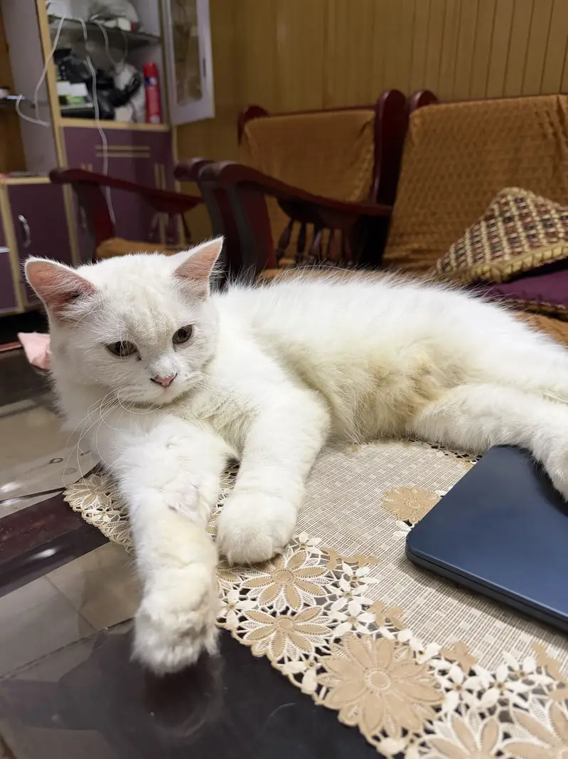 Adult Cats Male & Female pair — photo 3
