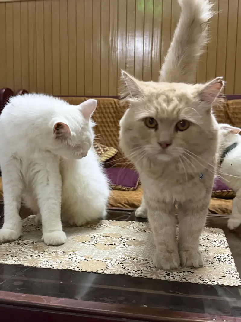 Adult Cats Male & Female pair — photo 4