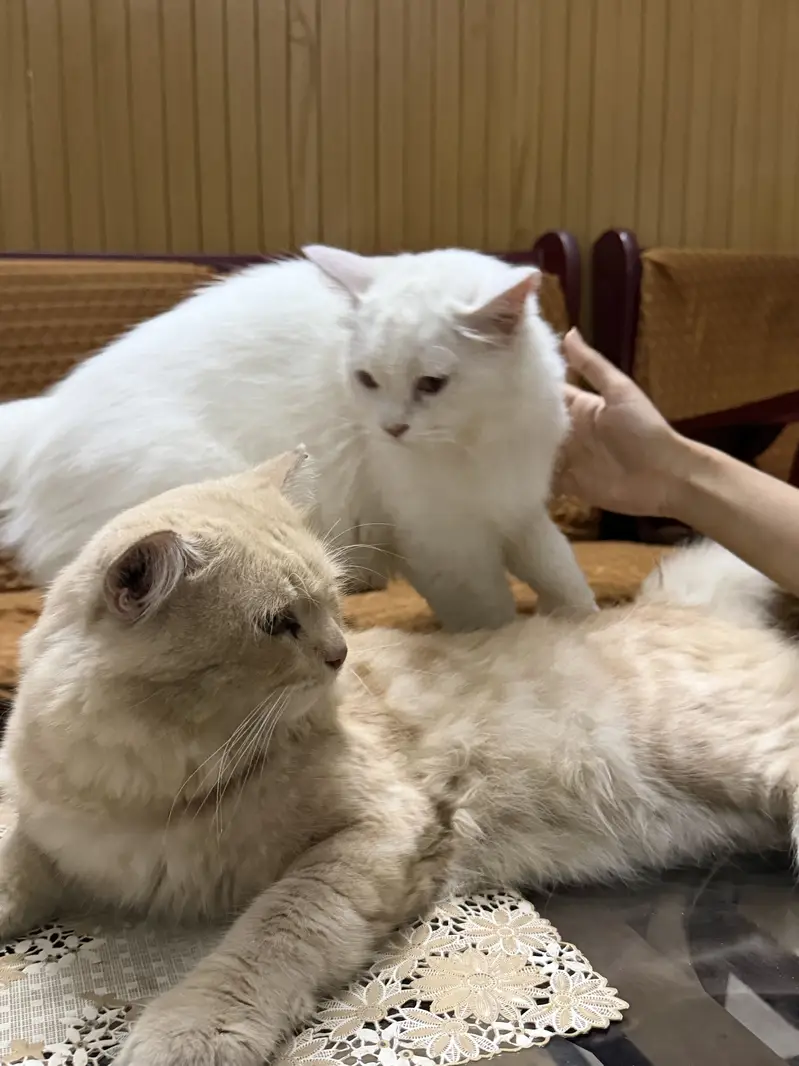 Adult Cats Male & Female pair — photo 5