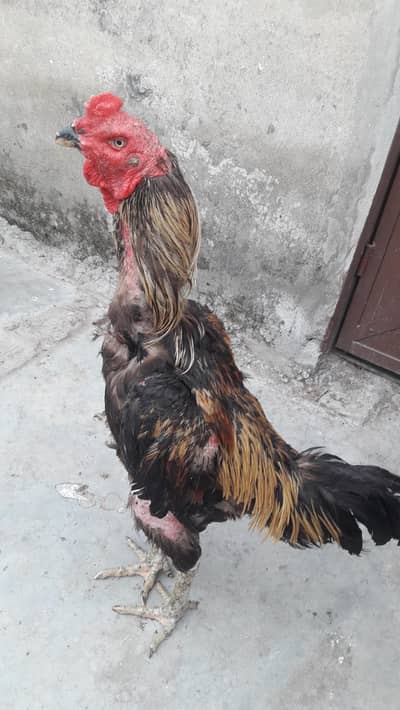 aseel barmi cross