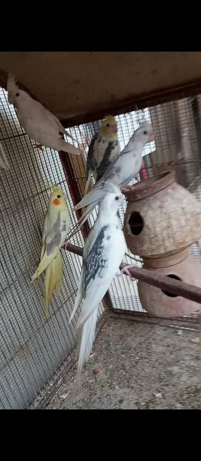 Adult Healthy and active cocktail for sale