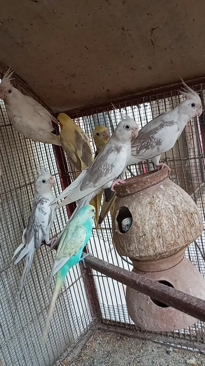 Adult Healthy and active cocktail for sale — photo 4