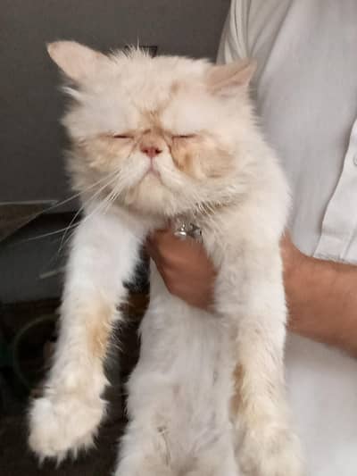 Peki Face Male