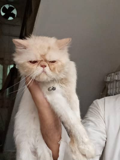 Peki Face Male