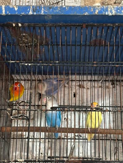 A pair of love birds