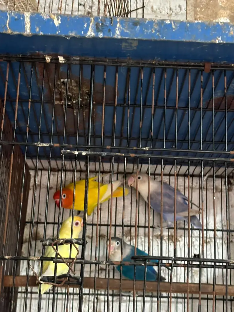 A pair of love birds — photo 2
