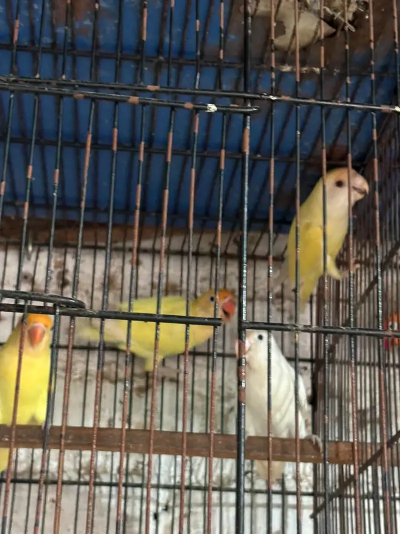 A pair of love birds — photo 3