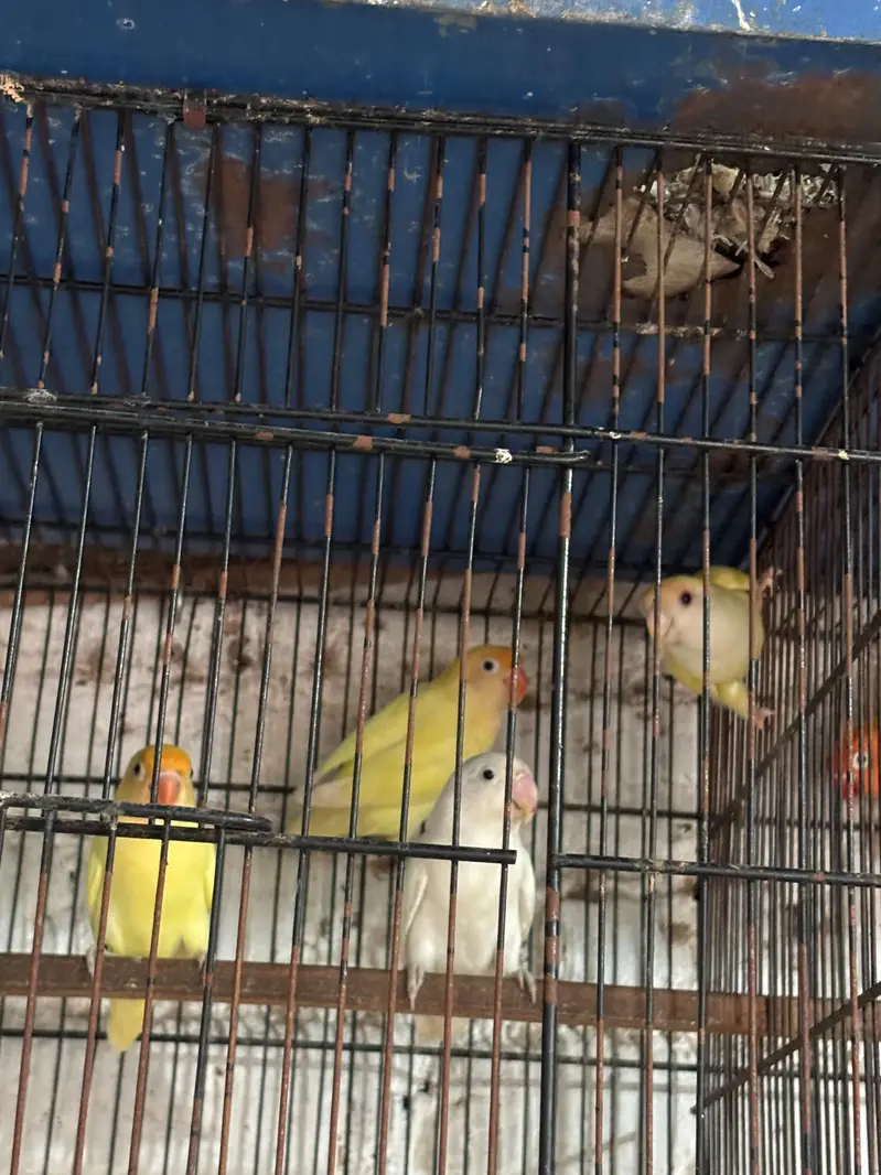A pair of love birds — photo 4