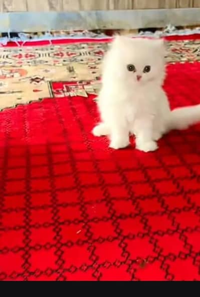 persian cat for sale